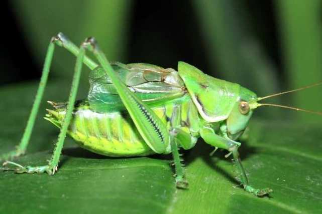 逛文化市场时,忽然听到远处传来阵阵悦耳的蝈蝈叫声,走近一看,原来是