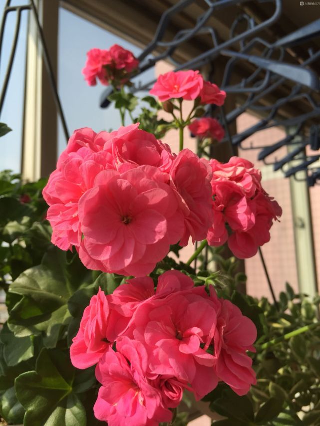 陽臺養花,養棵