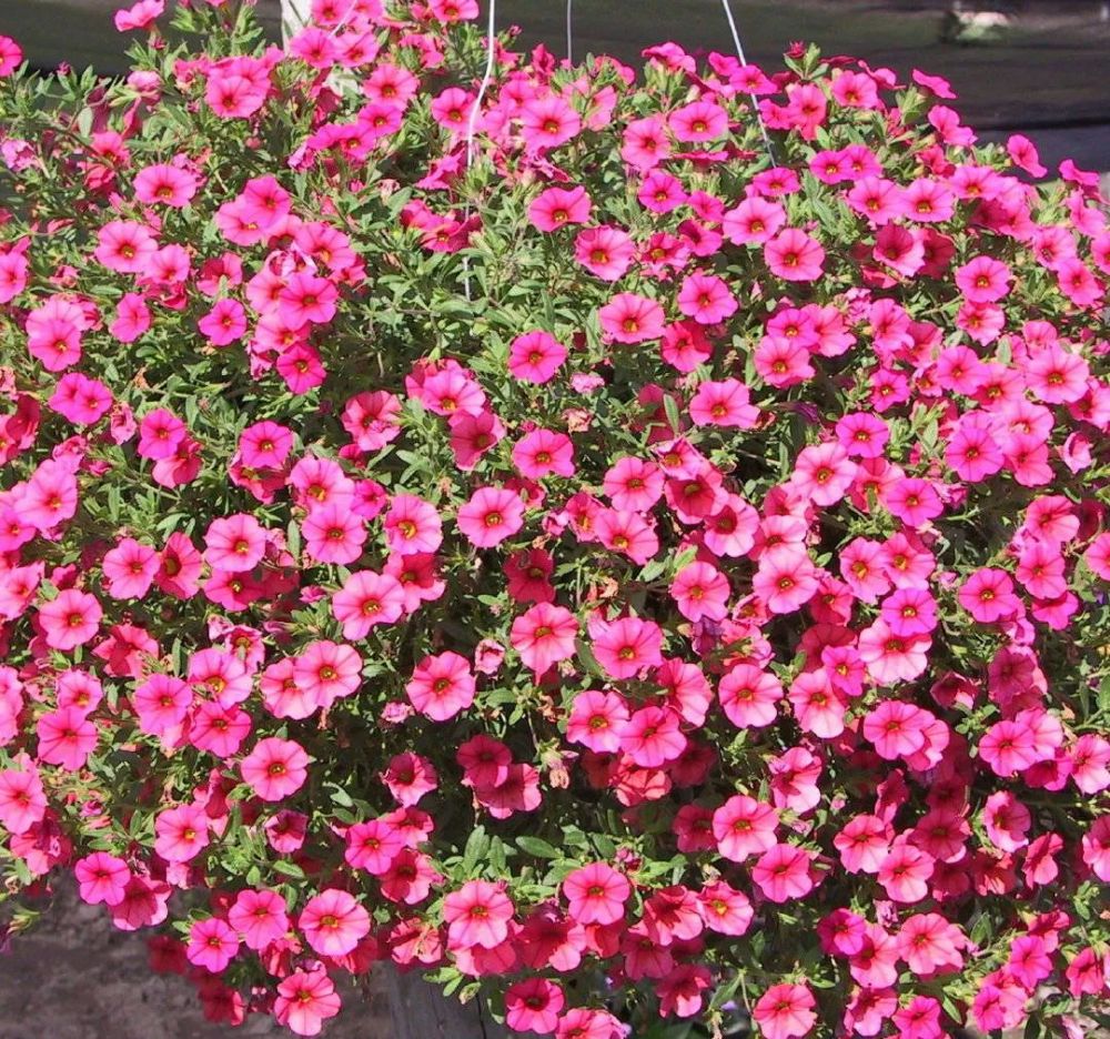 百万小铃"这样养",越晒越开花,花期长颜色美,一盆"1000朵"_腾讯新闻