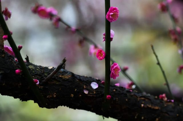 行攝雲南深冬細雨寒梅花詩意美