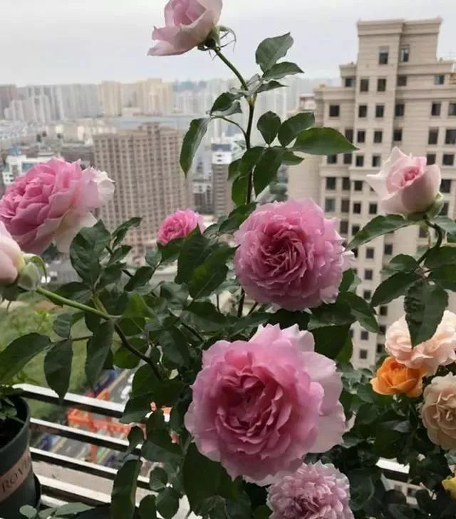 月季这样养植,一到花季就爆盆