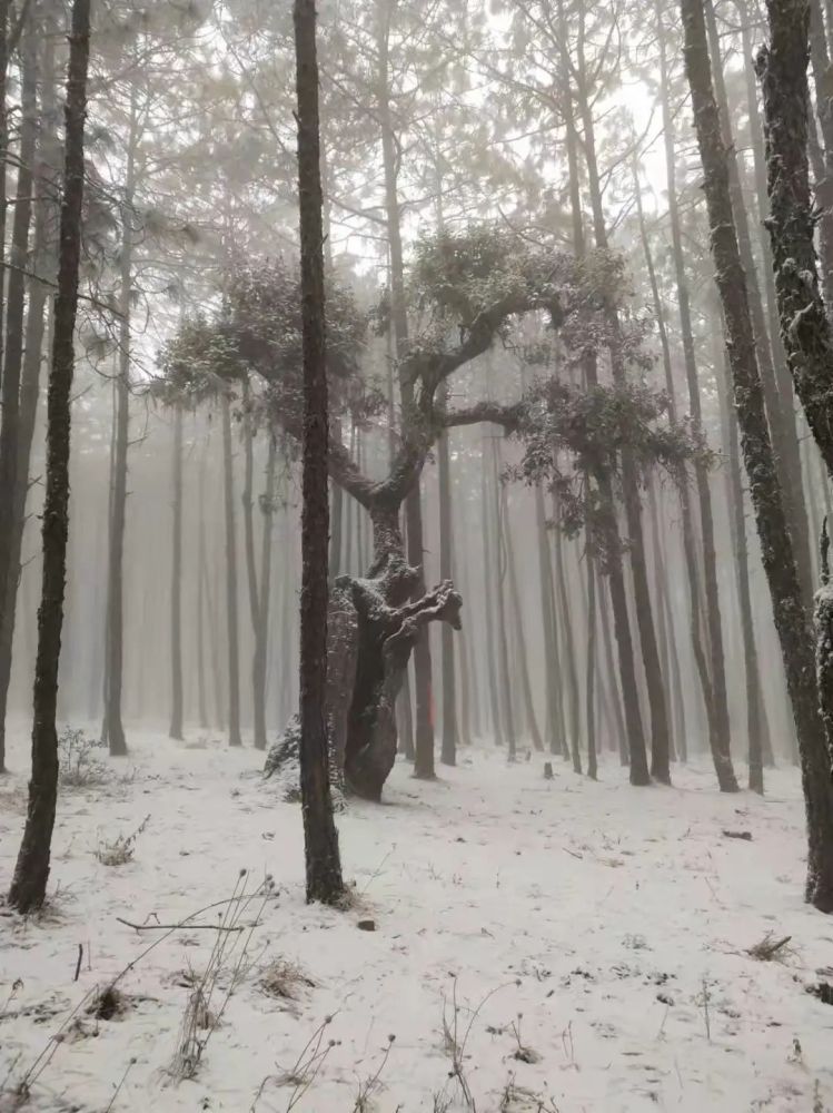 甚是好看纷纷扬扬的降雪将方山银装素裹永仁方山迎来了今年以来的第一