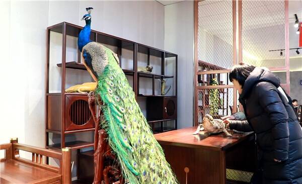 东营董涛小到小龙虾大到座头鲸12年制作动物标本2000余件