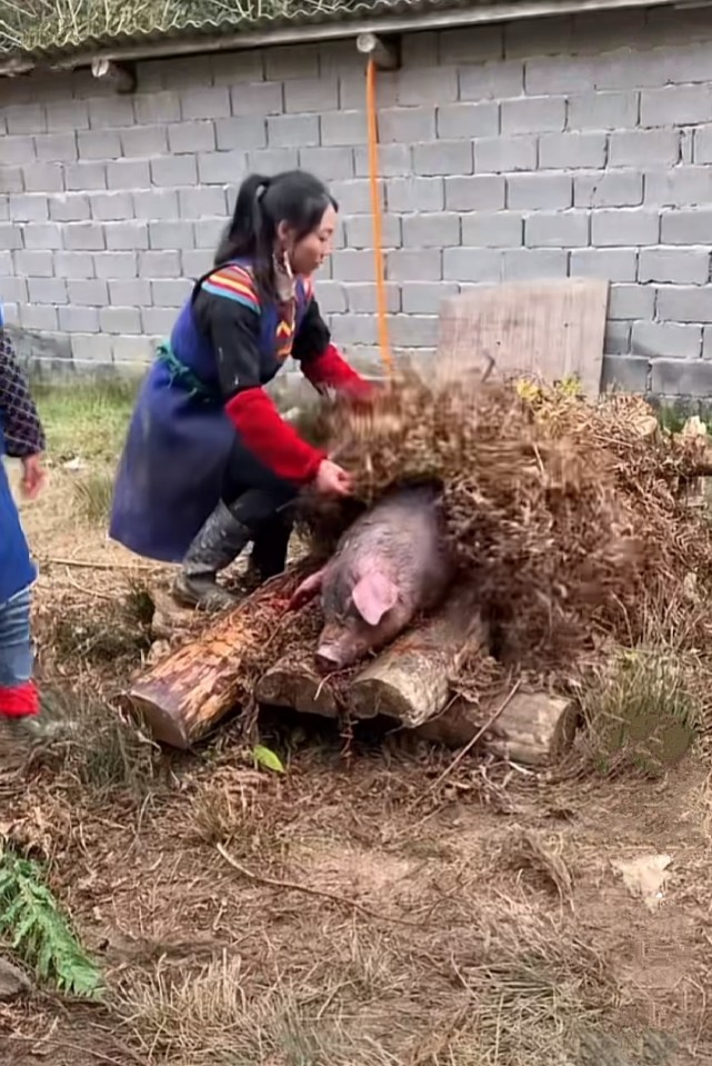 用茅草焚烧猪身农具刮毛彝族姑娘与众不同的杀猪方式
