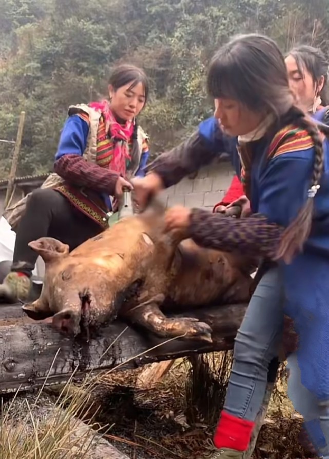 用茅草焚烧猪身农具刮毛彝族姑娘与众不同的杀猪方式