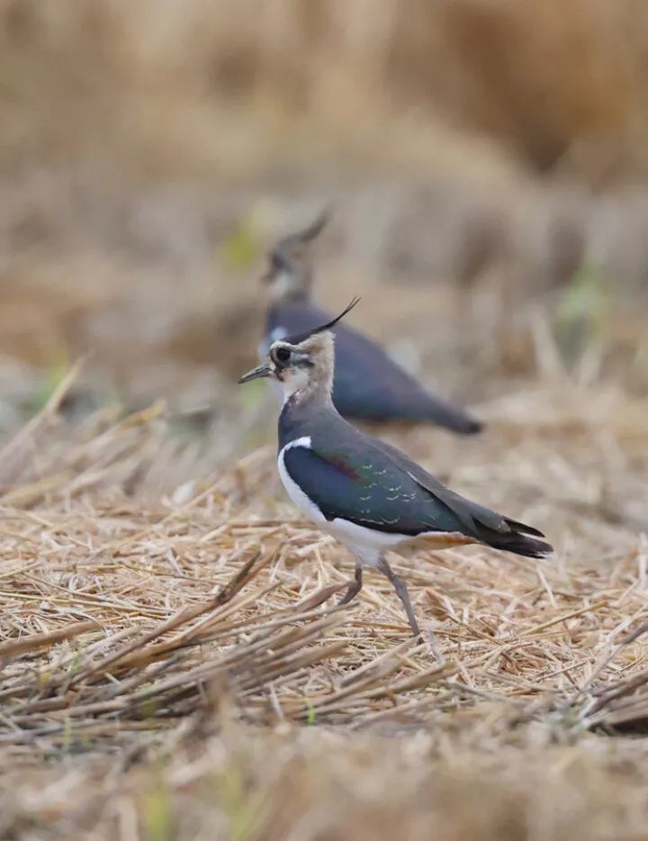 西湖萌宠上新了凤头麦鸡又萌又飒