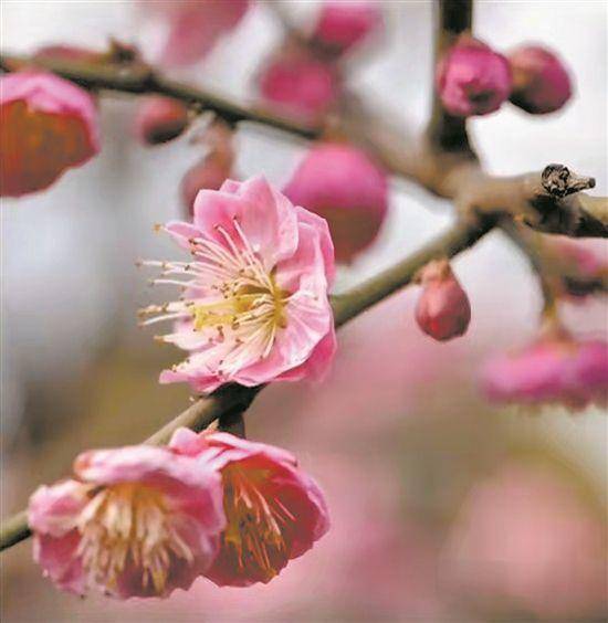 提醒｜干枝杜鹃是国家二级保护植物，买干枝花也可能犯法_腾讯新闻