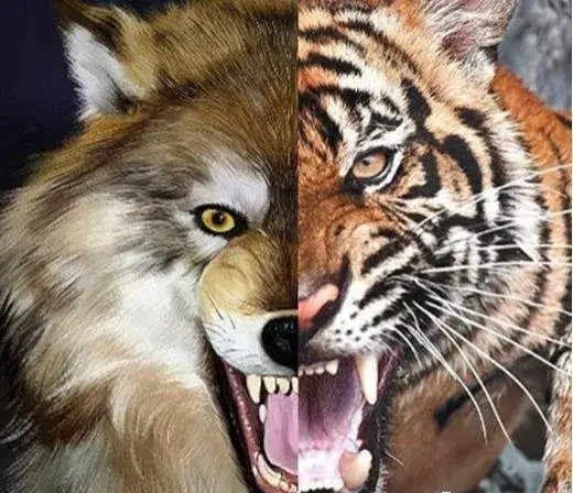 强悍凶残的狼它的天敌是什么