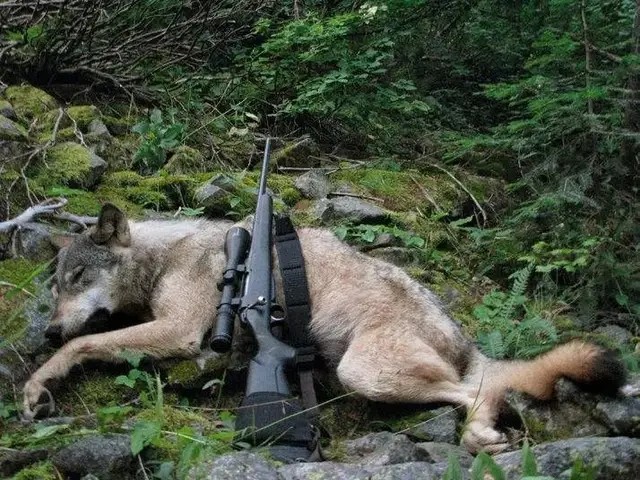 猎枪,猎犬,猎禽,套,夹,窖,网,笼,压木等,捕狼方法层出不穷,这也直接