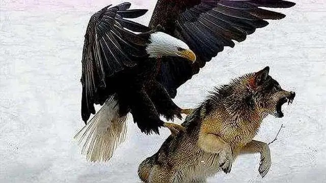 强悍凶残的狼它的天敌是什么