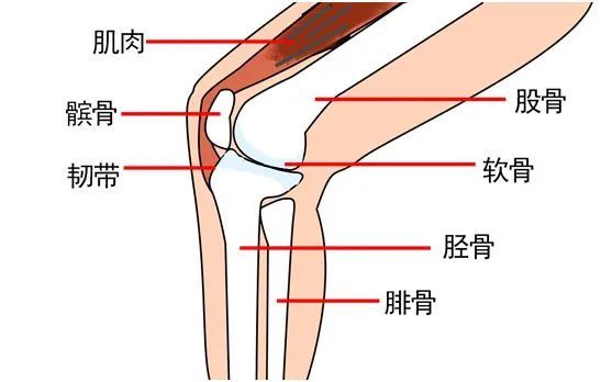 損傷機會較多的關節,主要由股骨,髕骨,脛骨,韌帶,半月板,滑膜等結構
