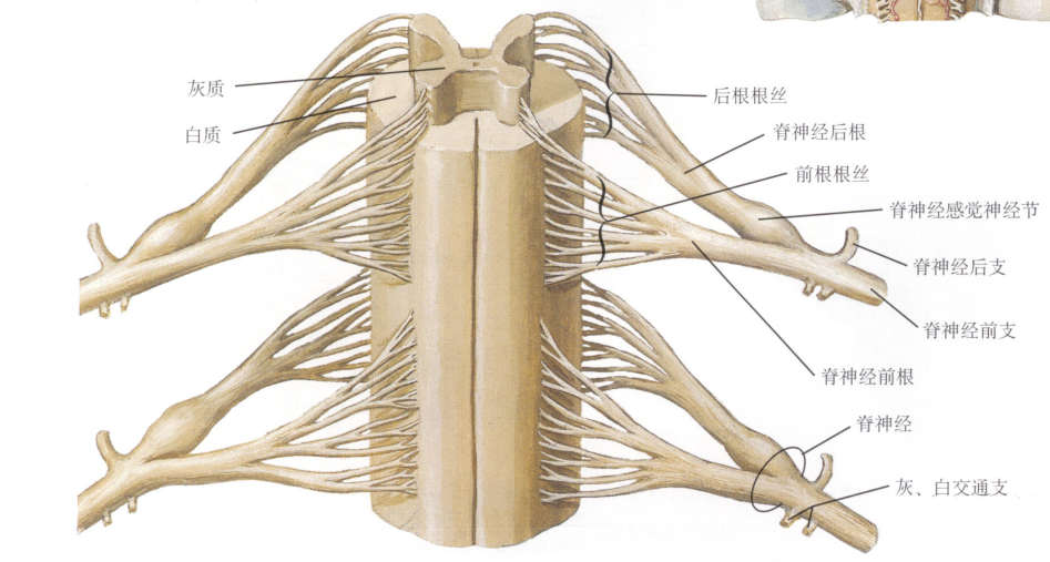 看图秒懂你还分不清脊神经后根前根后支前支吗