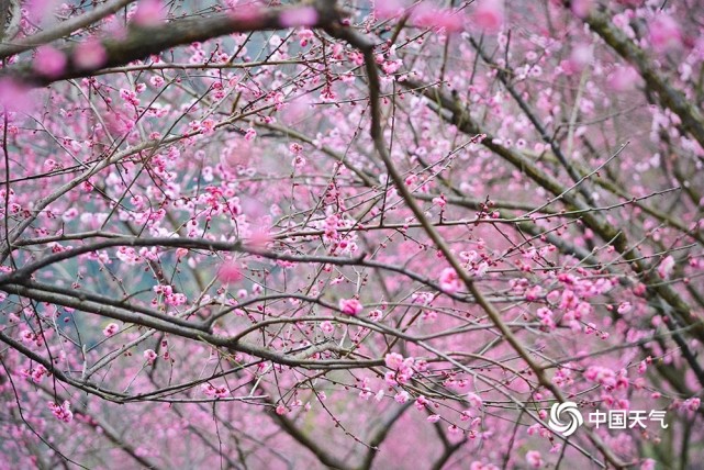 中国天气网讯 2022年1月16日,在重庆彩云湖湿地公园的梅园内,梅花竞相