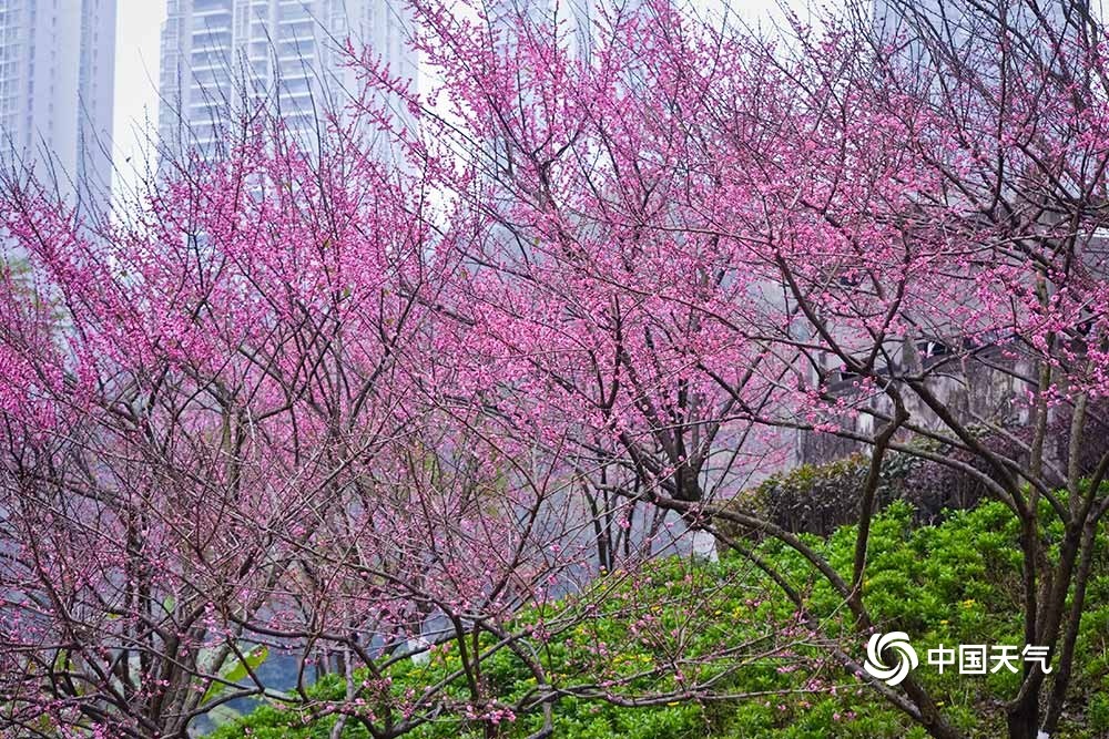 中国天气网讯 2022年1月16日,在重庆彩云湖湿地公园的梅园内,梅花竞相