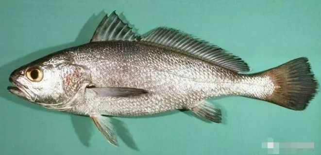 而是发布出一条赤嘴鮸鱼的照片,说近似于黄唇鱼,但是不是,因