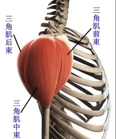 如何锻炼三角肌后束?4个动作每周练2次,提升肩部肌肉立体感