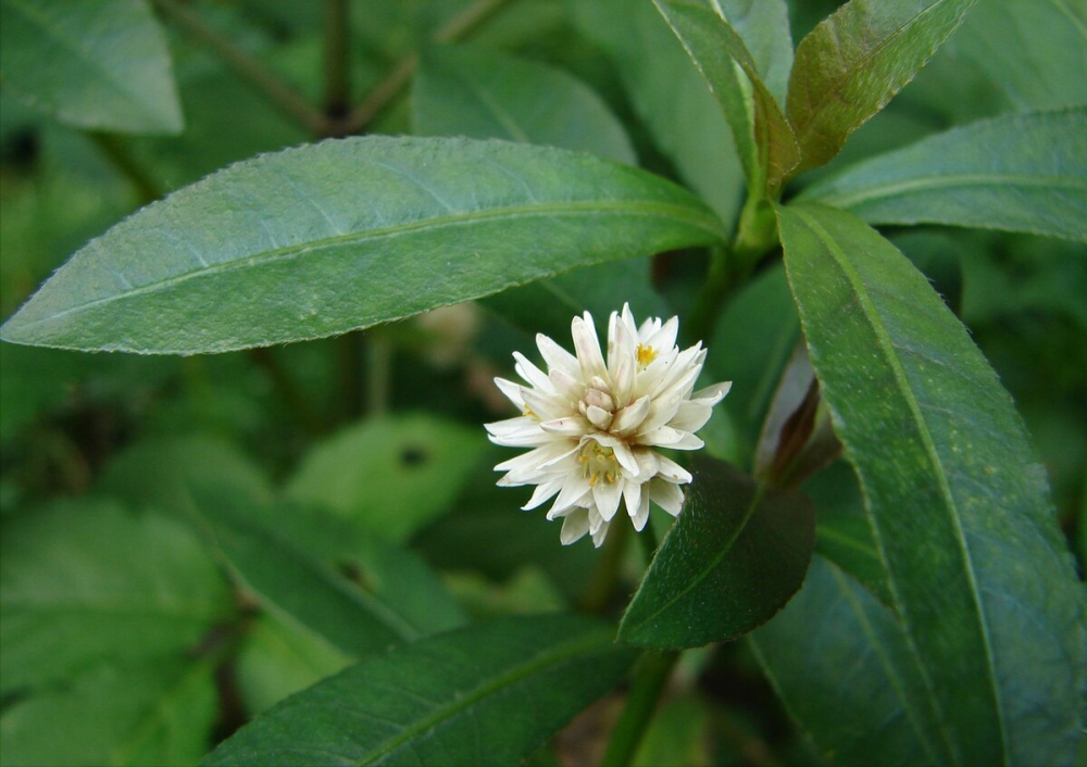 農村隨處可見的水花生,又稱空心蓮子草,農民為什麼非常討厭它?