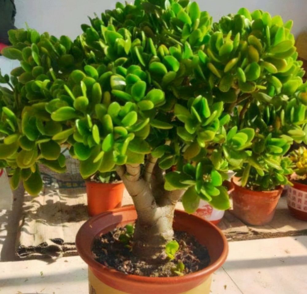 人见人爱的玉树了解掌握4个要点养成漂亮的小老桩美极了