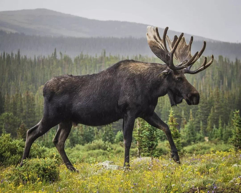 黑龙江出现三头避水金睛兽在林中结伴觅食敢独自横渡海峡
