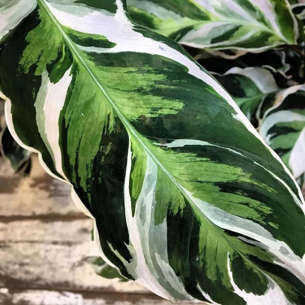 油画竹芋颜值高可真的适合你养么看完它容易出现的问题再说