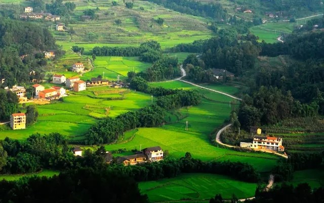 色泽油浸清香滋润涪陵龙潭大米你有没有吃过
