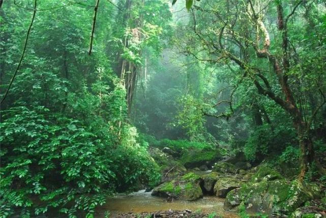 【黎苗药材】神奇的黎药|草药|黎村|海南|黎药|药材|黎族