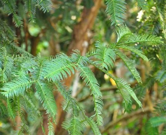 【黎苗药材】神奇的黎药