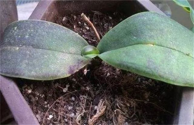 蝴蝶兰叶子变黑难看,养护中务必注意这几点