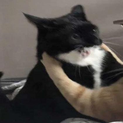 沙雕猫咪情侣头像不沙雕不要钱