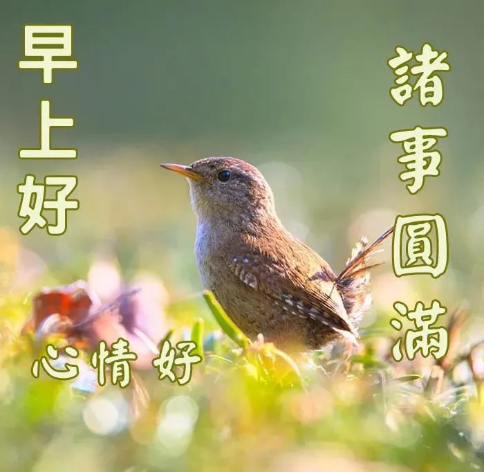 清晨到,清晨早,清晨送你灵丹妙药,晨鸣声声,清头脑,晨光满面,精神好