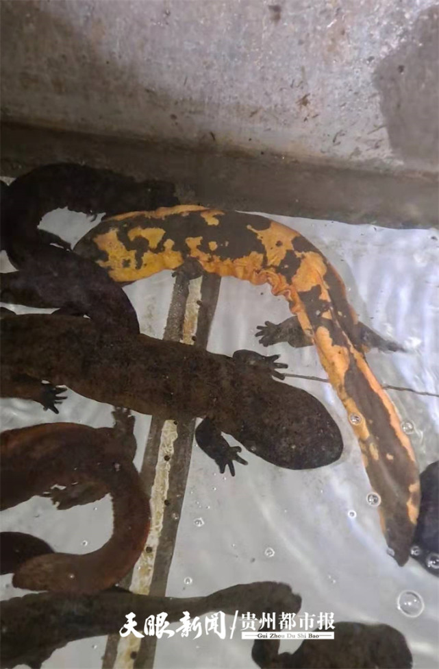 贵州现罕见金色娃娃鱼有人出价36万元