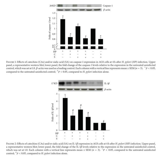 使用(casa)對幽門螺旋桿菌-誘導caspase-1(半胱氨酸天冬氨酸蛋白酶1)