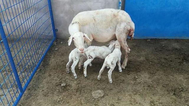 大母羊下完羔不爱吃草怎么办大母羊下完羔子不爱吃草怎么回事