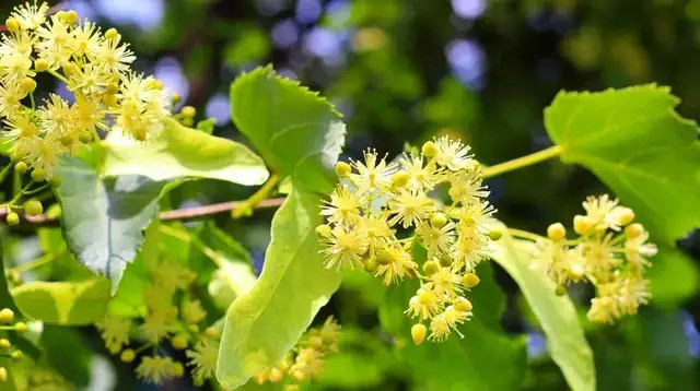 椴树花在饶河黑蜂蜂蜜设计中的应用