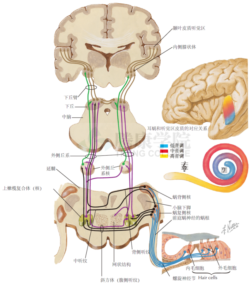 神经解剖学｜听觉传入通路（一）_腾讯新闻