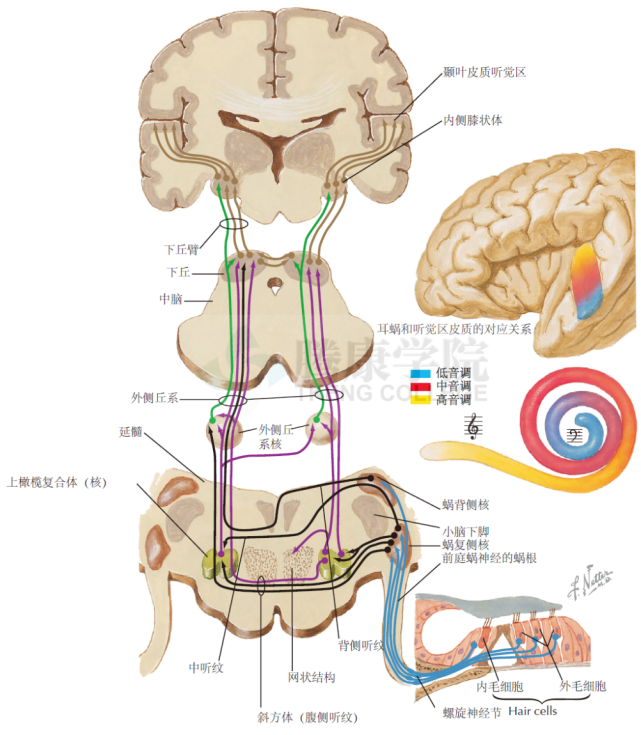 听觉中枢传导通路图图片