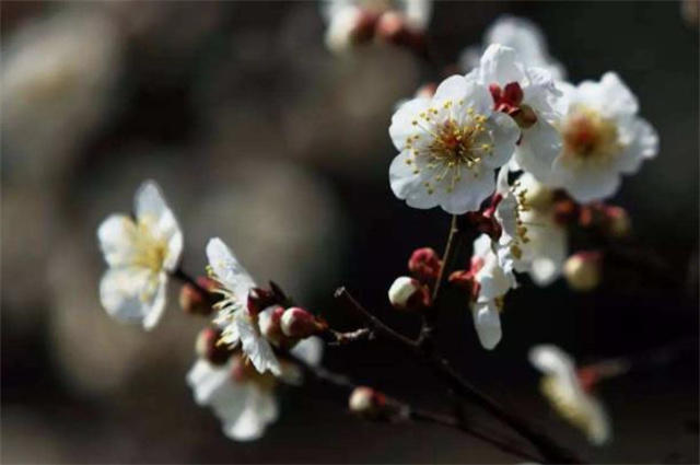 高启《梅花九首》其二赏读:缟袂相逢半是仙,平生水竹有深缘