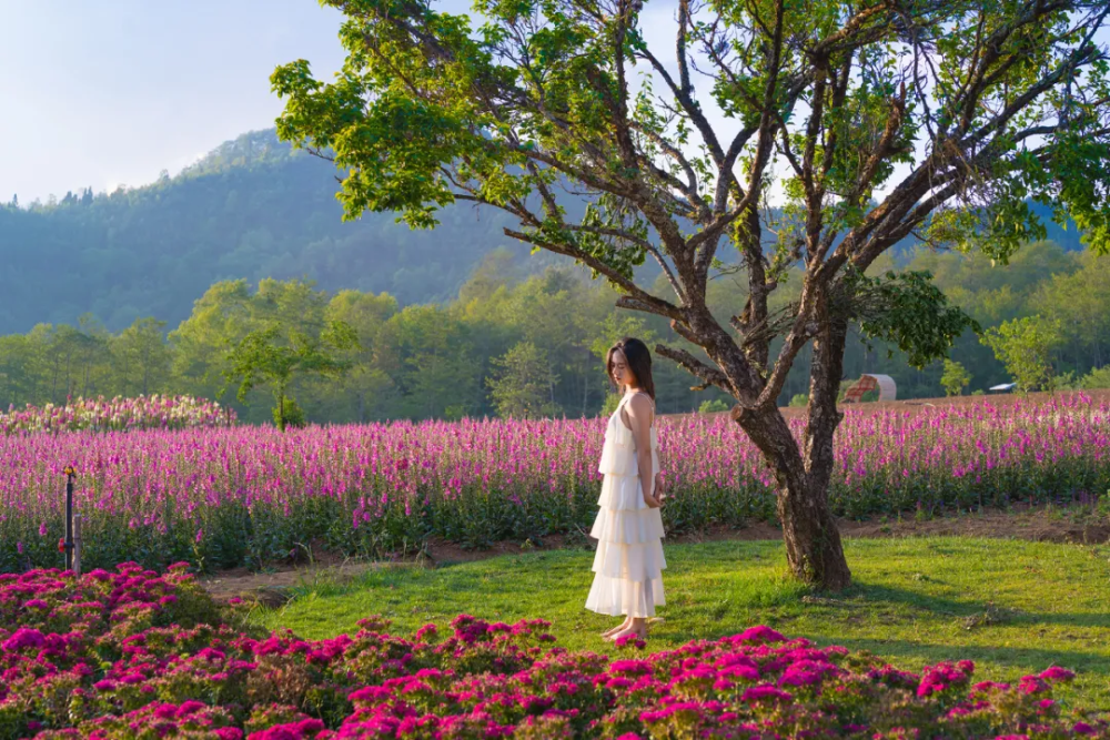 国家aaa级景区腾冲归云庄景区