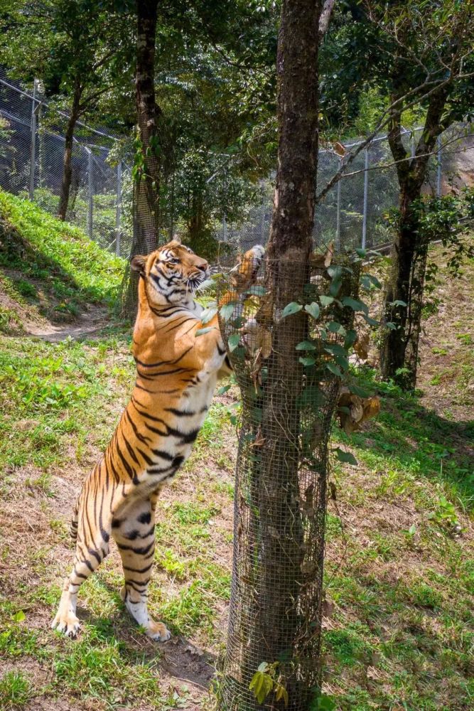 福文化古田福华南虎虎年福见