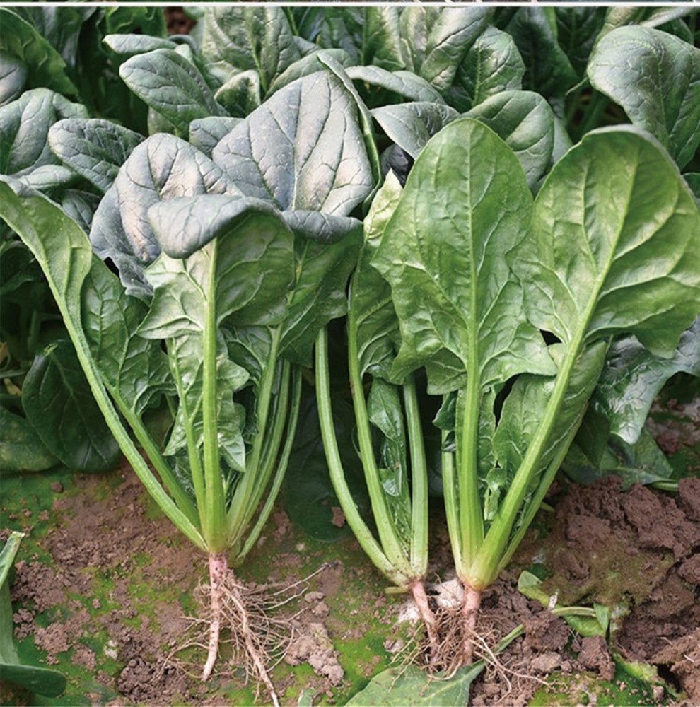 做好下面3点,菠菜长得肥厚又油亮_腾讯新闻