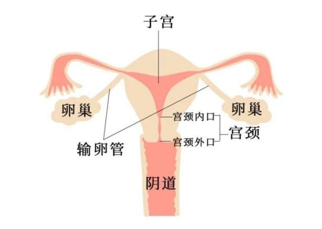 输卵管在哪个部位图片