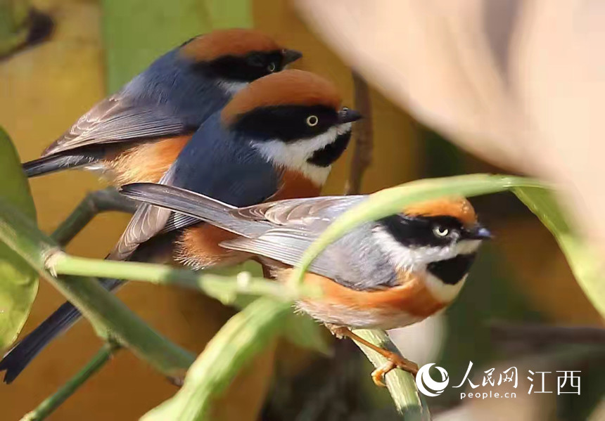 小老虎山雀现身江西武宁