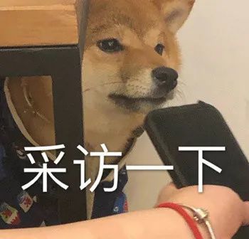 狗狗表情包采访一下