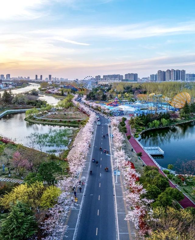 (往年樱花大道 摄影:丁祖彬)我们的健身步道,是以樱花园为背景,融入