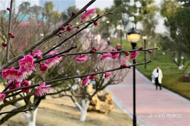快来内江这个公园,邂逅开满梅花的"高铁"