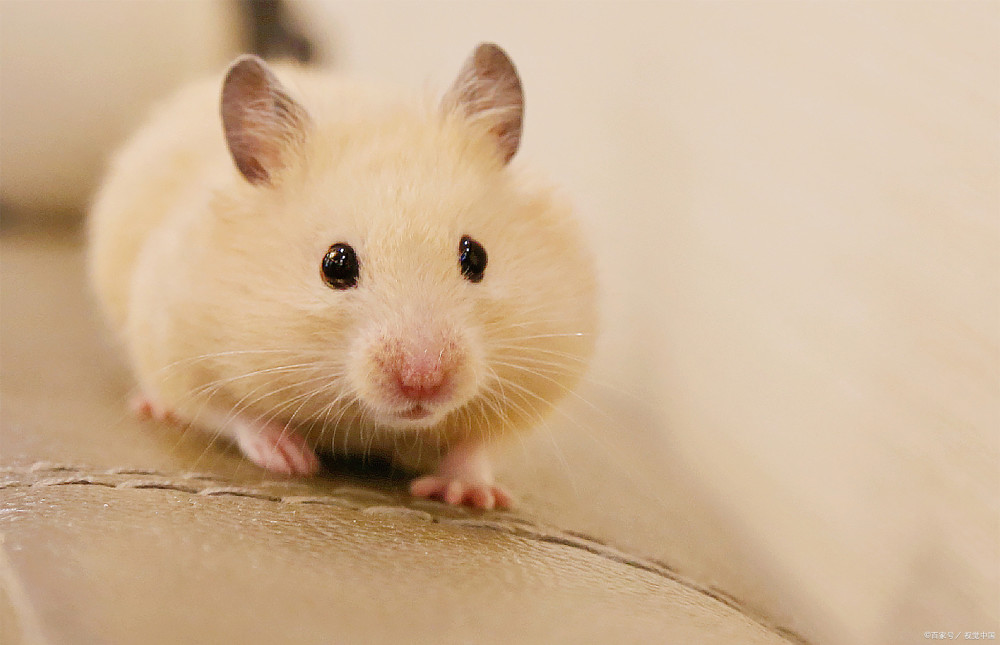 香港一宠物店11个仓鼠样本呈阳性将人道处理近2000只动物