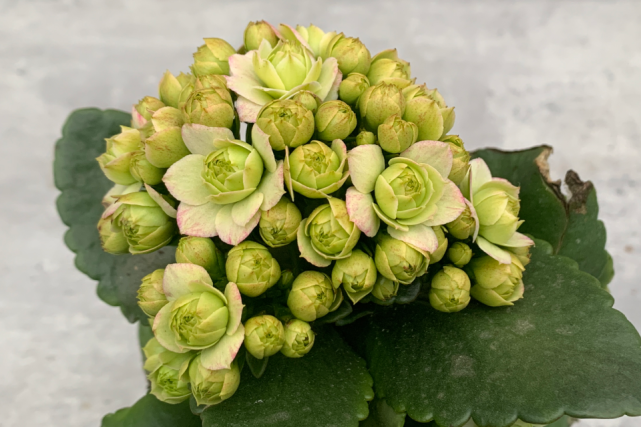 "巴黎少女"长寿花,新品种绿心粉边,巴黎系列长寿花