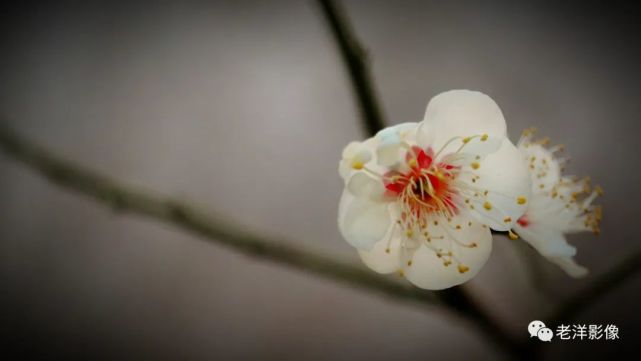 寒冬臘月耶拍臘梅花開寒香已經飄蕩