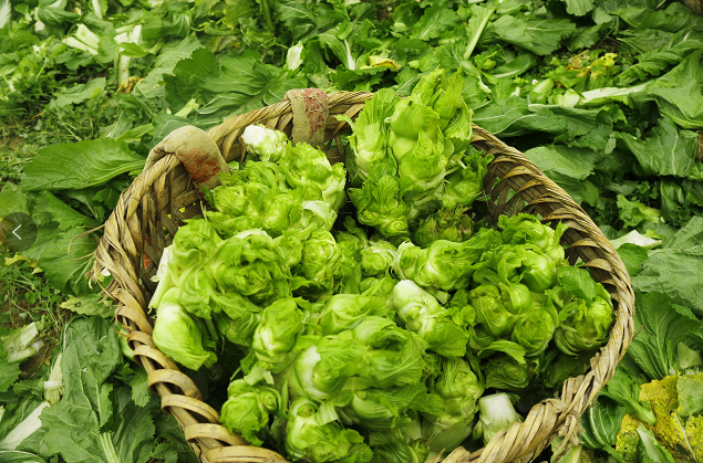 【乡村振兴示范地】蒲场大溪村儿菜采收忙