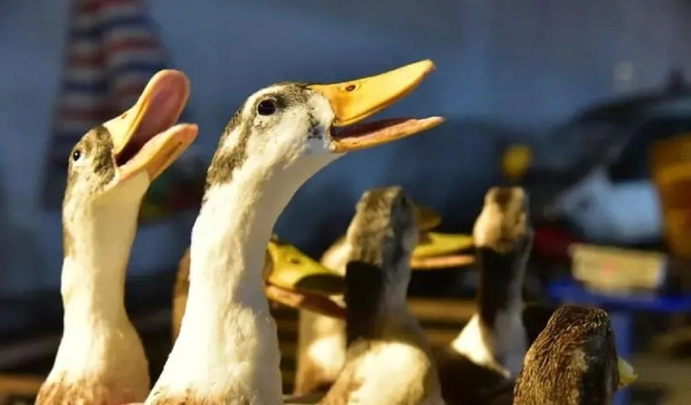 奇怪的现象为什么鸭子的叫声中听不到回声隐藏怎样的奥秘